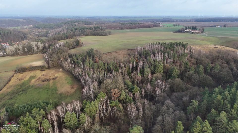 Działka rolna Dąbrówka Królewska