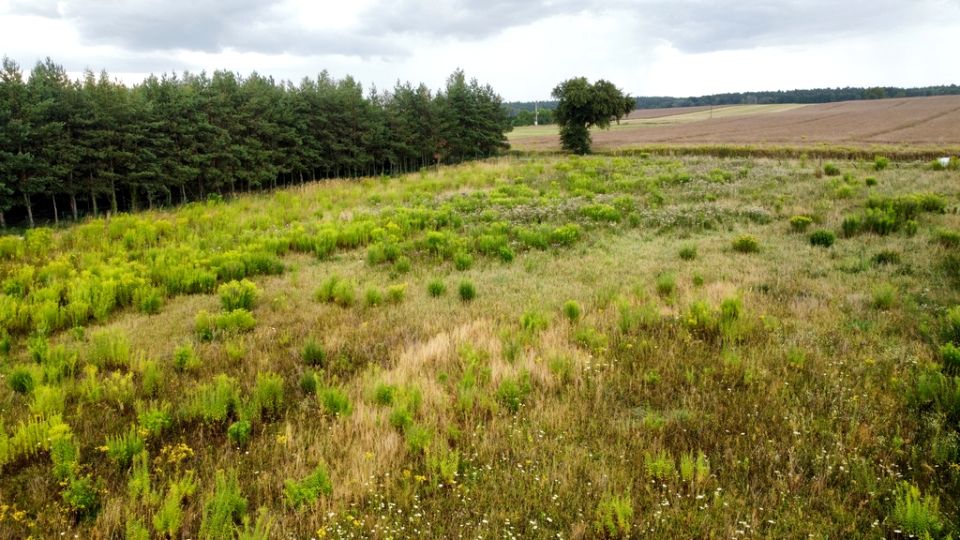 Działka budowlana Kicin