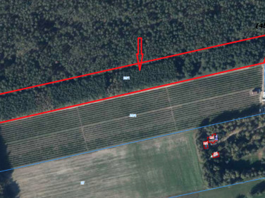 Działka siedliskowa Lwówek