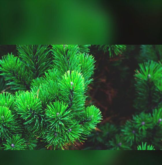 Działka budowlana Nadarzyn sprzedam