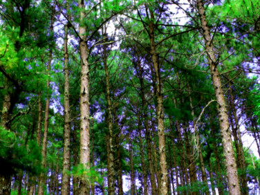 Działka budowlana Władysławów