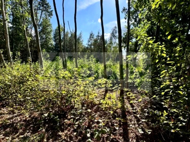 Działka inna Szczęsne