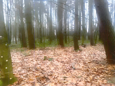 Działka leśna Pobłocie