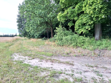 Działka Grzebienisko