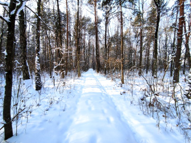 Działka leśna Zastawek
