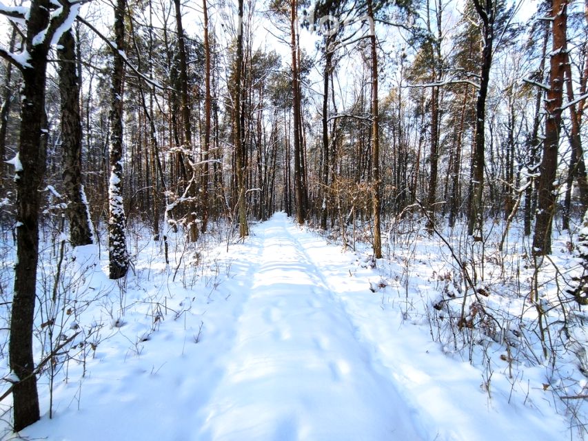 Działka leśna Zastawek