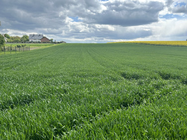 Działka budowlana Rzeplin
