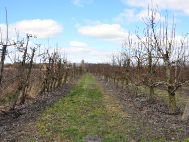 Działka budowlana Sierosław