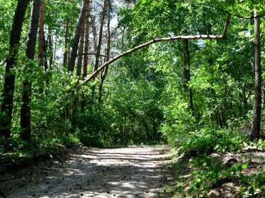 Działka budowlana Murzynowo Leśne