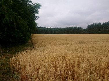 Działka rolna Gąsiorowice