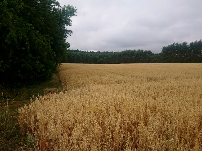 Działka rolna Gąsiorowice