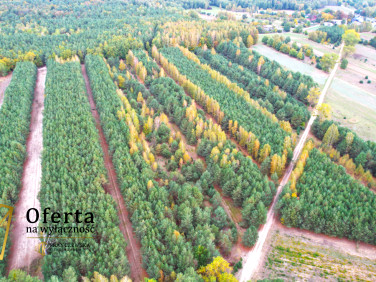 Działka przy lesie