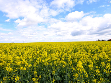 Działka siedliskowa Czerniejów-Kolonia