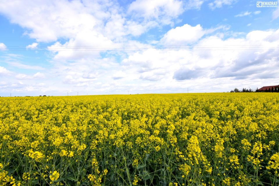 Działka siedliskowa Czerniejów-Kolonia
