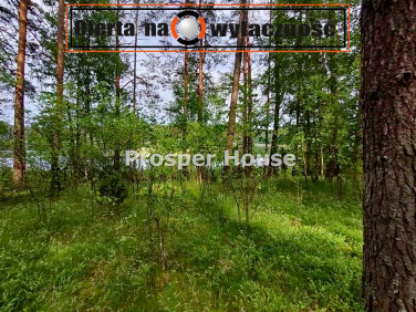 Działka przy lesie