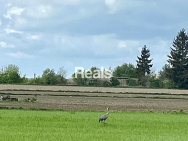 Działka ZŁOTOPOLICE