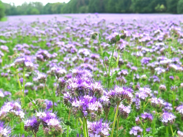 Działka budowlana Glinno