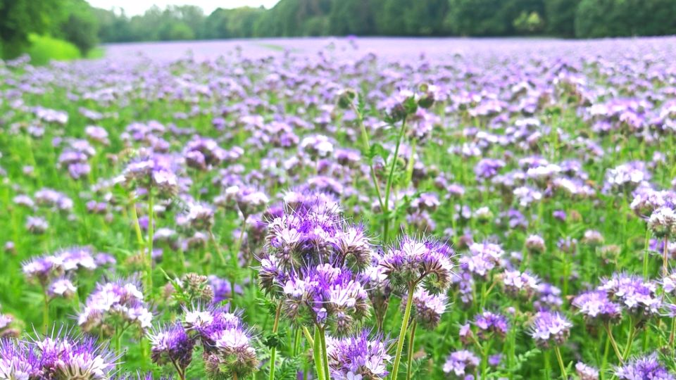 Działka budowlana Glinno