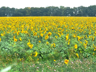 Działka budowlana Glinno