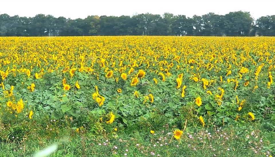 Działka budowlana Glinno