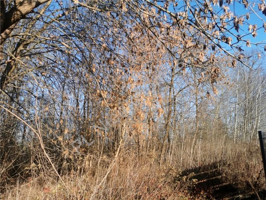 Działka Budy-Grzybek