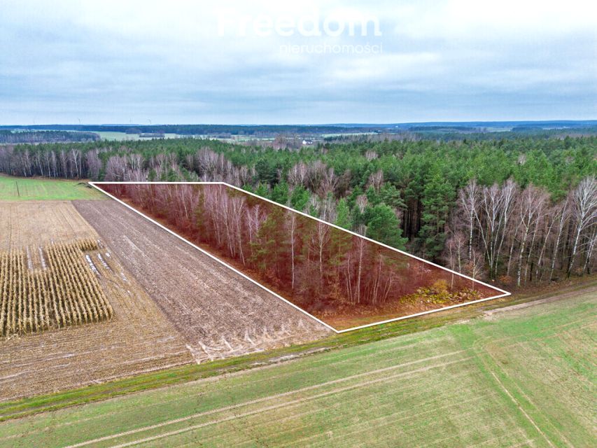 Działka leśna Kozdroje