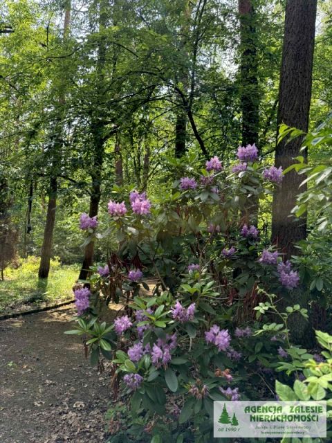 Działka budowlana Zalesie Górne