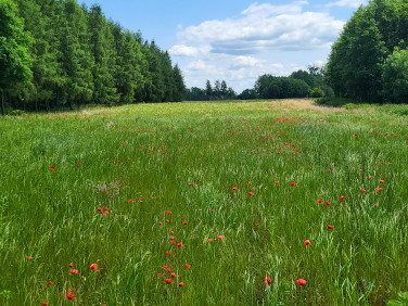 Działka budowlana Białopole sprzedam
