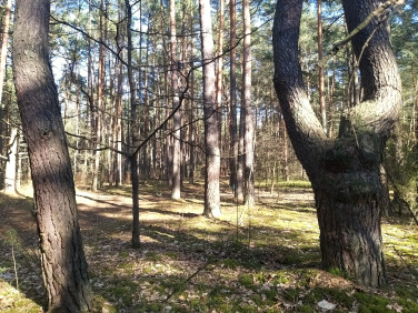 Działka OSIEDLE WILGA