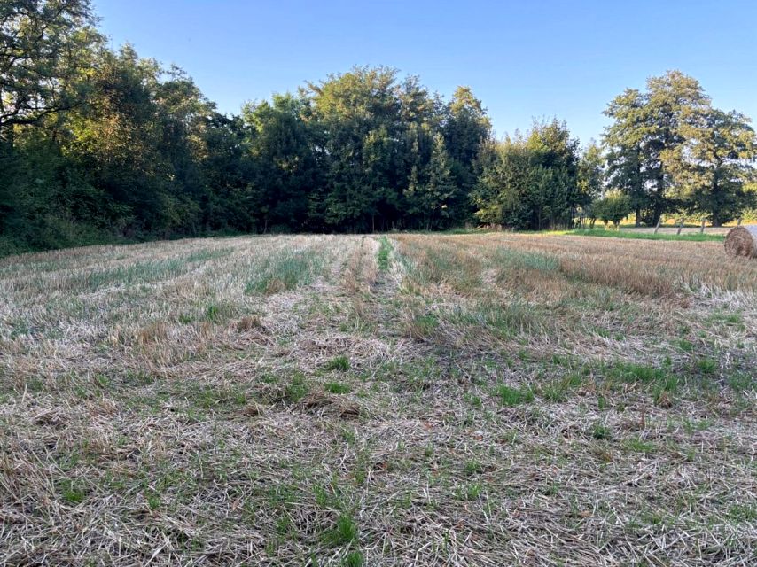 Działka budowlana Frelichów sprzedam