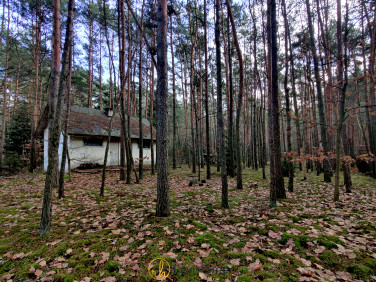 Działka leśna Joniec