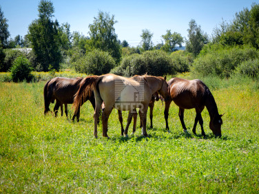 Działka budowlana Jodłówka