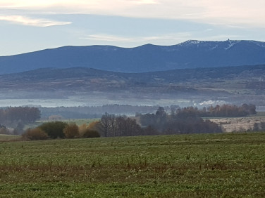 Działka rolna Pasiecznik