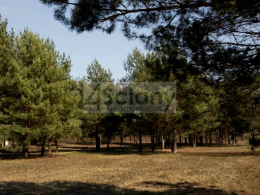 Działka budowlana Rajszew sprzedam