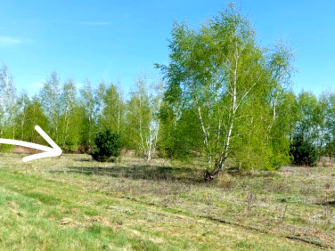 Działka budowlana Barcice Drwalewskie