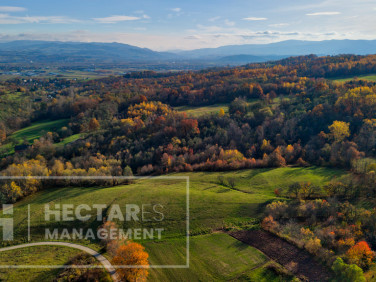 Działka Trzetrzewina