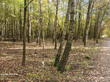 Działka leśna Łódź