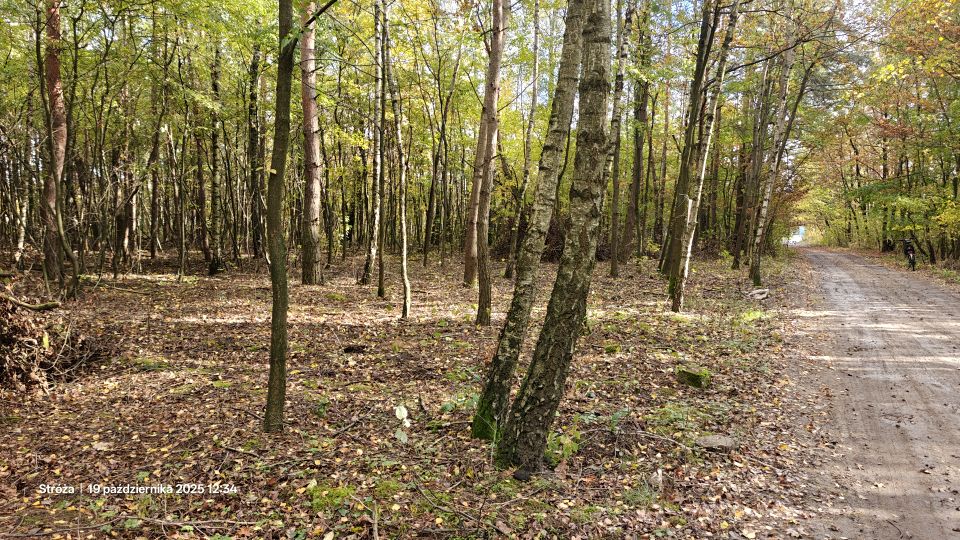 Działka leśna Łódź