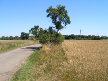 Działka budowlana Trzcińsko-Zdrój