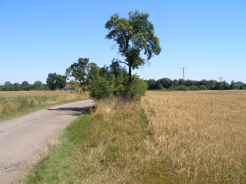 Działka budowlana Trzcińsko-Zdrój