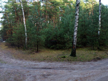 Działka leśna Bogatki