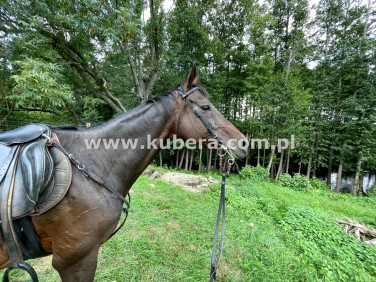 Zabudowana działka Tarnowo