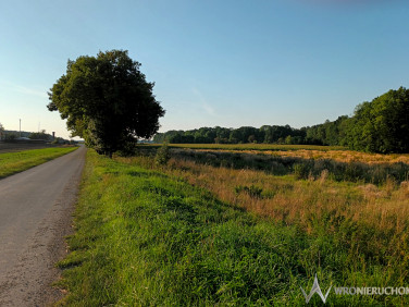 Działka inwestycyjna Gniechowice