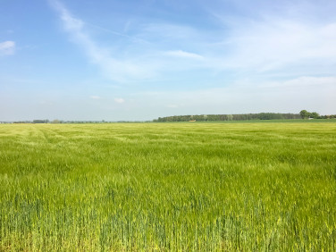 Działka rolna Węglewo