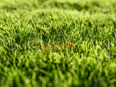 Działka rolna Biestrzynnik