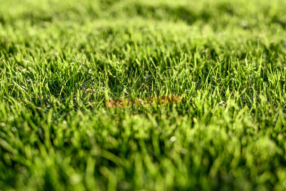 Działka rolna Biestrzynnik