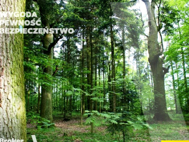 Działka leśna Piróg