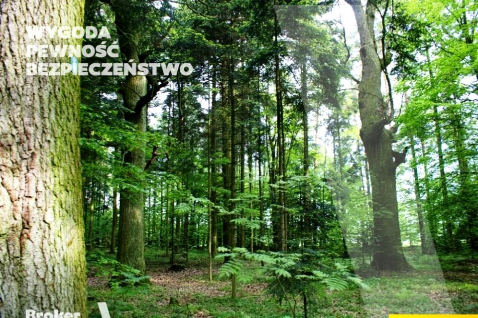 Działka leśna Piróg