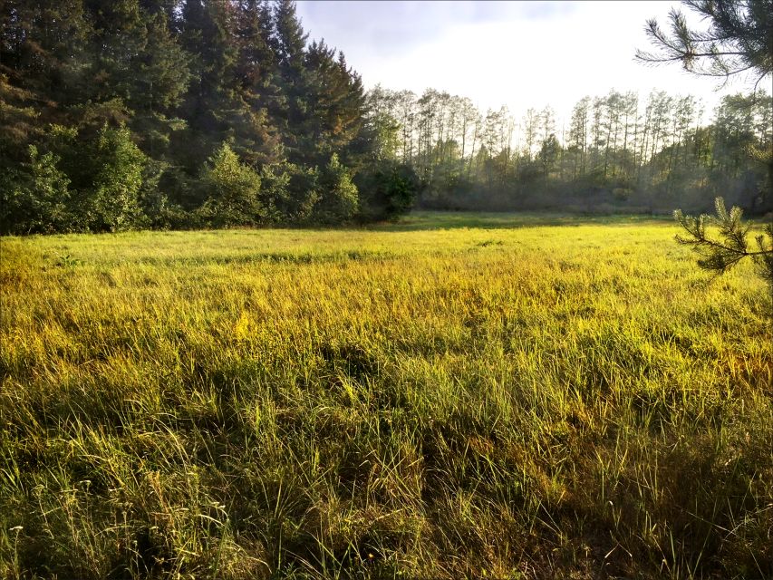 Działka siedliskowa Skuły