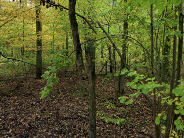 Działka budowlana Zalesie Górne